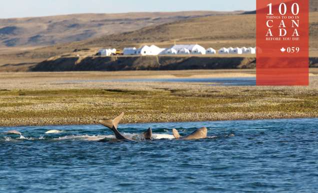 Join the Arctic Watch on Nunavut’s untamed tundra
