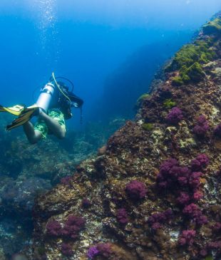 4 best scuba diving and snorkelling adventures in Thailand