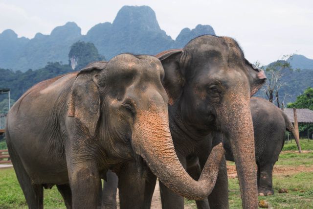 riding asian elephants hills Thailand ethics Khao Sok