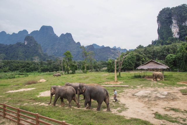 riding asian elephants hills Thailand ethics Khao Sok