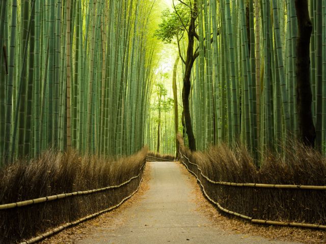 the Arashiyama Bamboo Grove in Japan