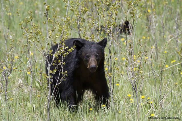 Bears of the North Frontier