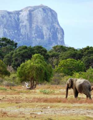 Everything you need to know about Yala National Park