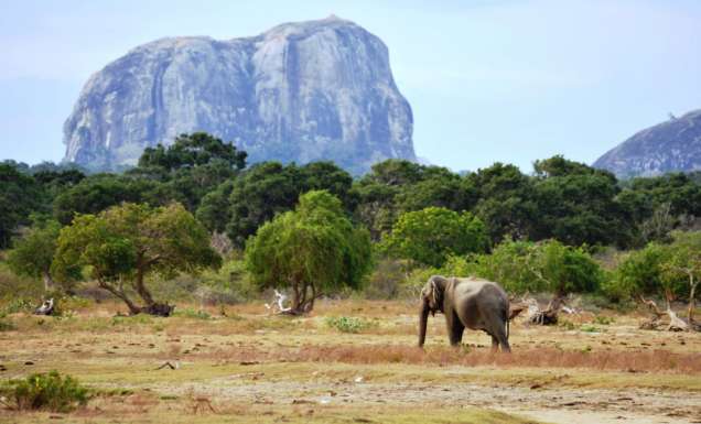 Everything you need to know about Yala National Park