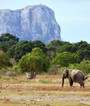 Everything you need to know about Yala National Park