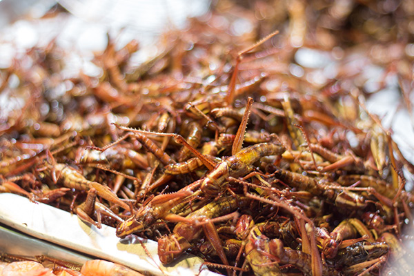 Grasshopppers Batta or inago
