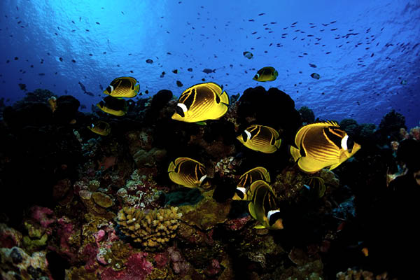 The Islands of Tahiti