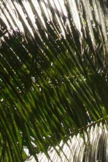 Samoa