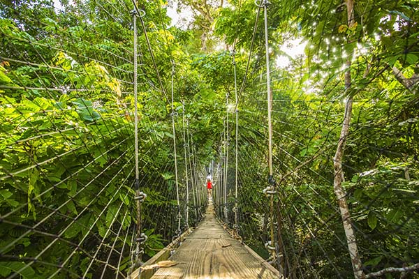 Rope bridge in rainforest