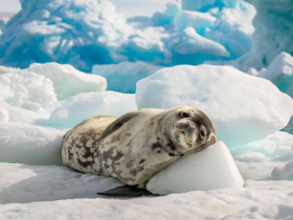 Seal in Antarctica