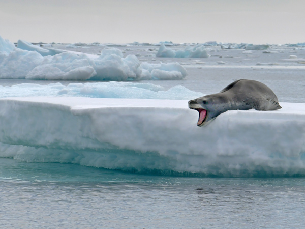 Leopard seal about to strike