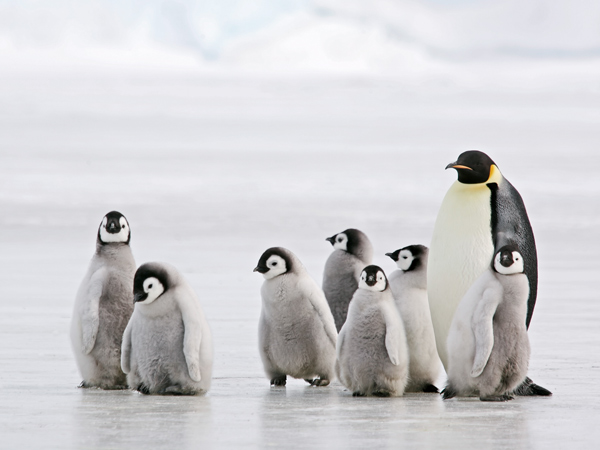 Penguin family in Antarctica