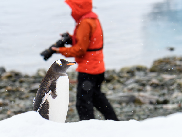 Photographer in Antarctica with penguin in front