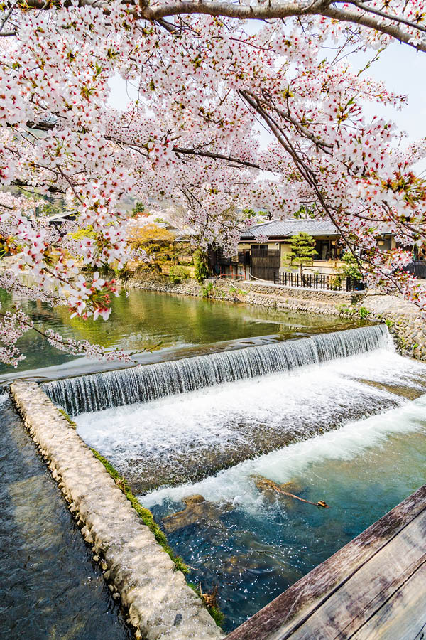 The cherry blossoms of Arashiyama in Kyoto