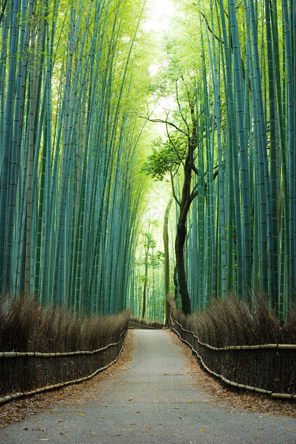 Bamboo Grove in Arashiyama.