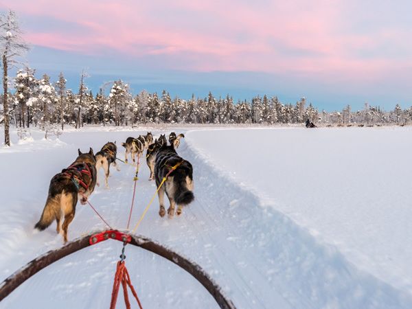 Dog sledding with huskies in beautiful sunrise in Swedish Lapland