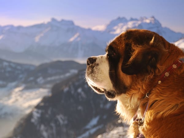 St Bernard sheepdog watching Swiss Alps over Verbier