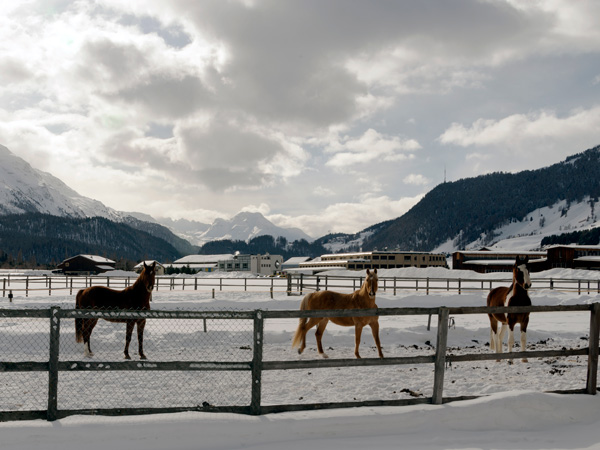 Beautiful horses playing in the barn in the snowy alps switzerland in winter