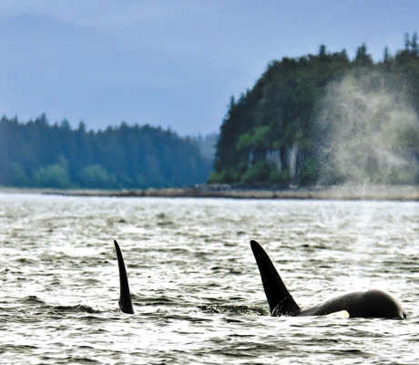 Whales, Alaska