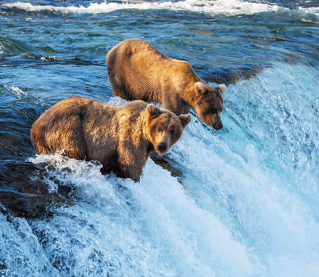 Bears, Alaska
