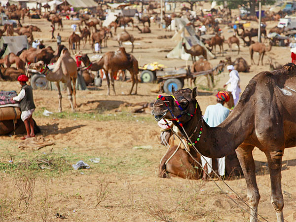 Camels and their owners at the Pushkar Camel Fair