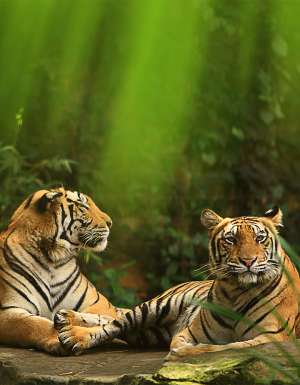 tigers bali zoo