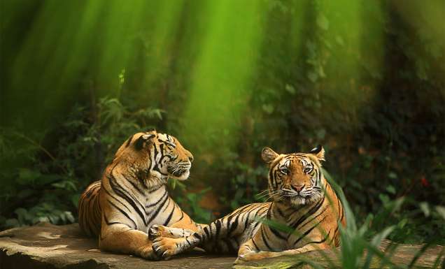 tigers bali zoo