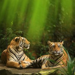 tigers bali zoo