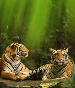 11 reasons to visit Bali Zoo