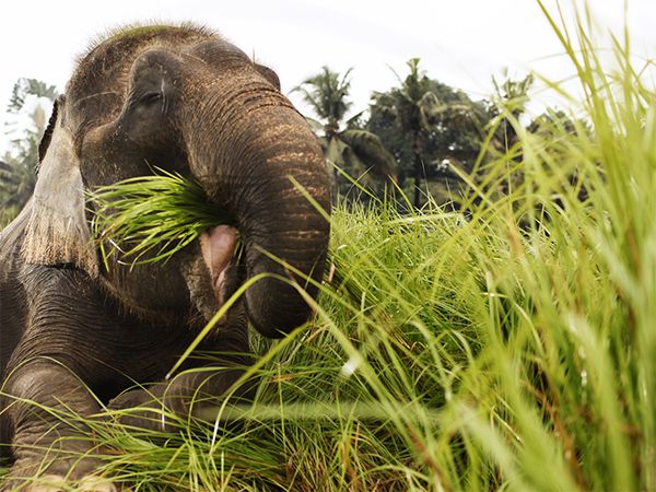 Elephant bali zoo