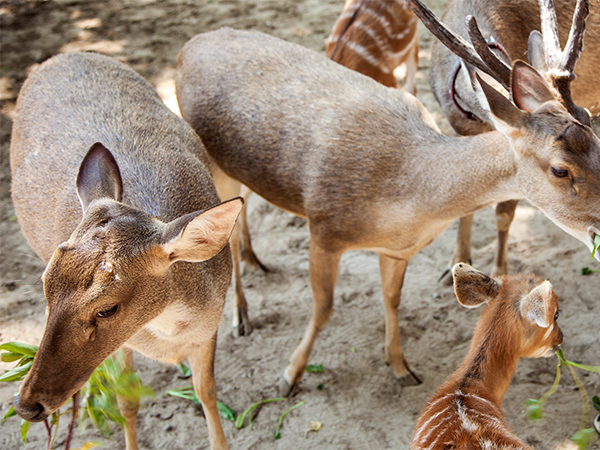 deer bali zoo