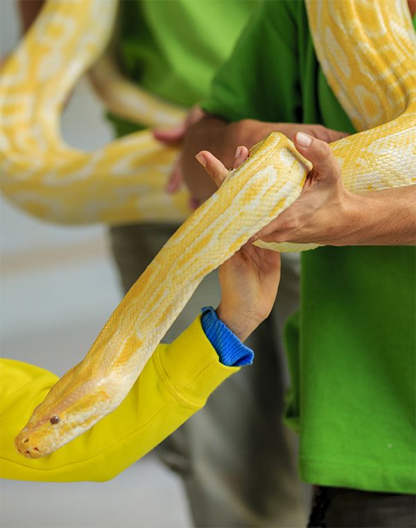 snake encounter bali zoo