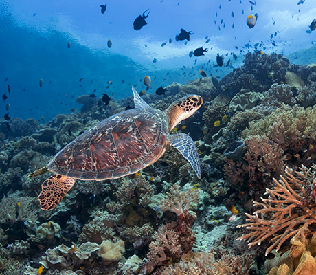 Wakatobi House Reef