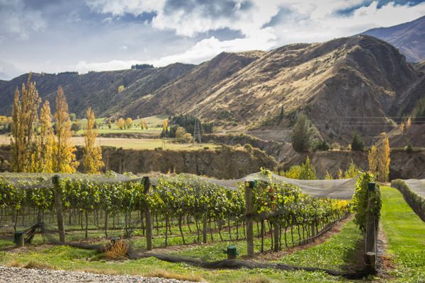 Gibbston Valley
