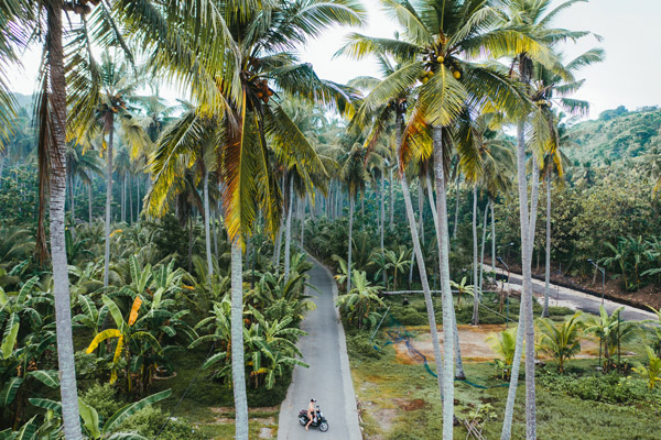 Bali solo