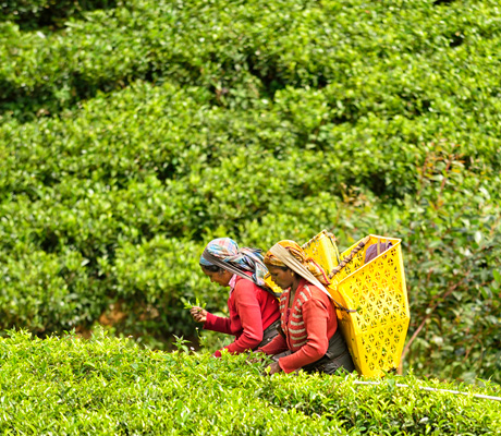 tea plantation