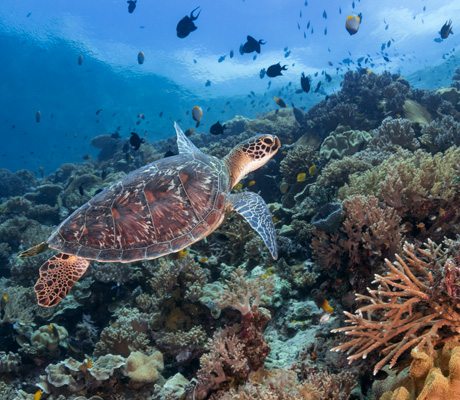 Wakatobi Marine Life