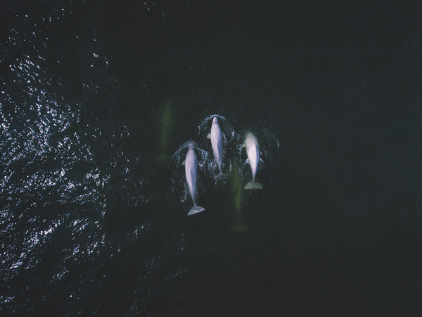 Churchill Beluga Pod Aerial Shot