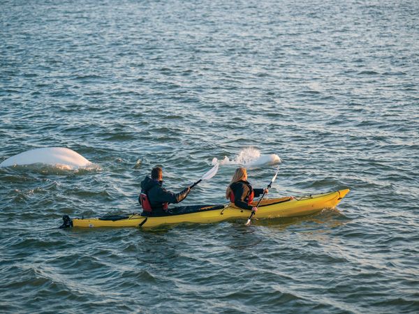 Kayaking with belugas in Churchill