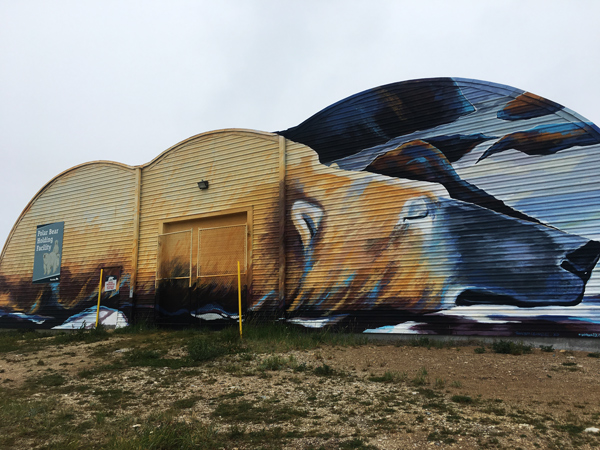 A mural of a sleeping polar bear painted on the Polar Bear Holding Facility by Kal Barteski for the 2017 SeaWalls CHURCHILL project.