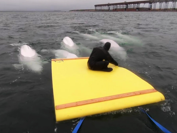 Lazy Bear Expeditions Churchill AquaGliding with Belugas