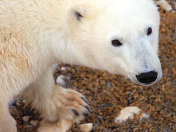 polar bear close up churchill