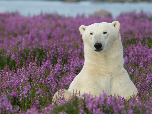 Polar Bear in the summer Fireweed in Churchill