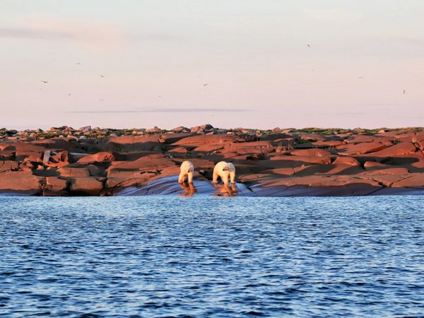 polar-bears-at-sunset-Eskimo-Point