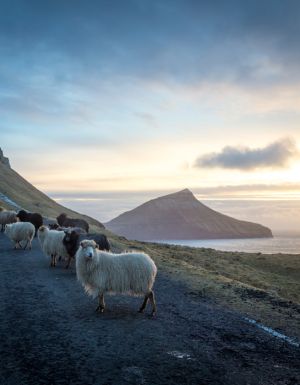 Faroe Islands Landscape