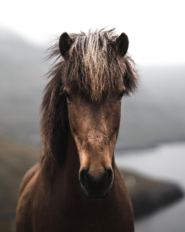 Horse on Faroe Islands