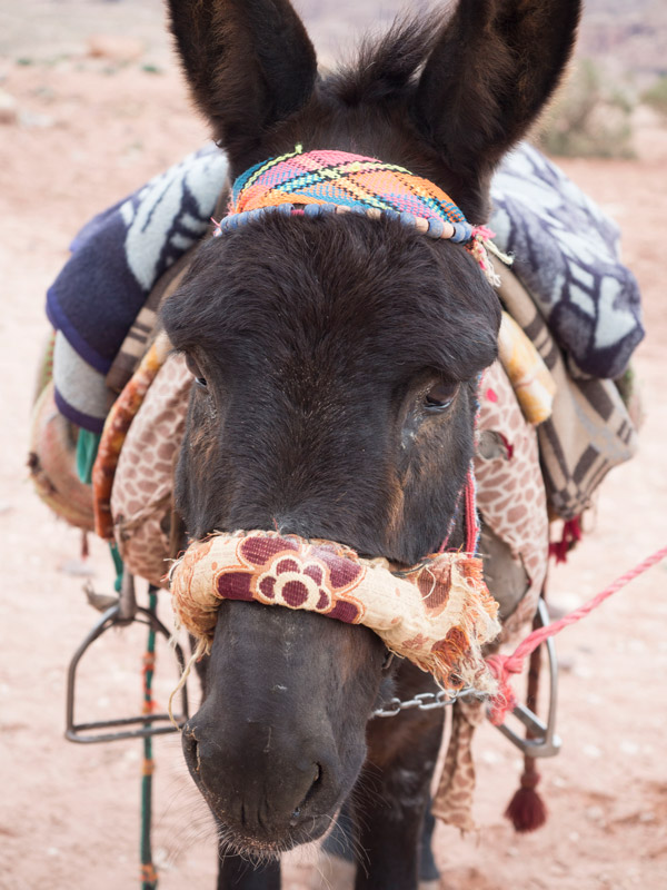 A donkey waits outside the Treasury in Petra.