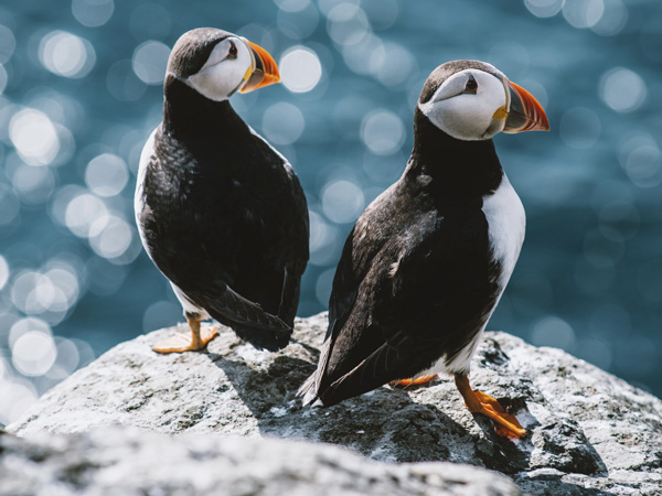 Puffin on Faroe Islands