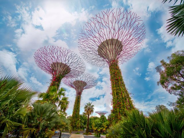 Supertree Grove at Gardens by the Bay