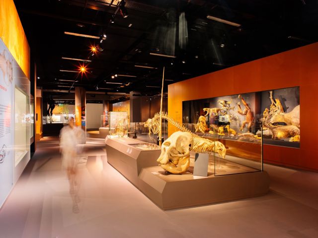 dino fossils display at Lee Kong Chian Natural History Museum